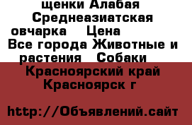 щенки Алабая (Среднеазиатская овчарка) › Цена ­ 15 000 - Все города Животные и растения » Собаки   . Красноярский край,Красноярск г.